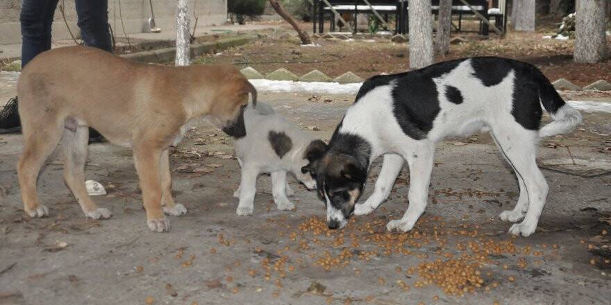 Öğretmen Ve Öğrencilerden Köpek Yavrularına Şefkat