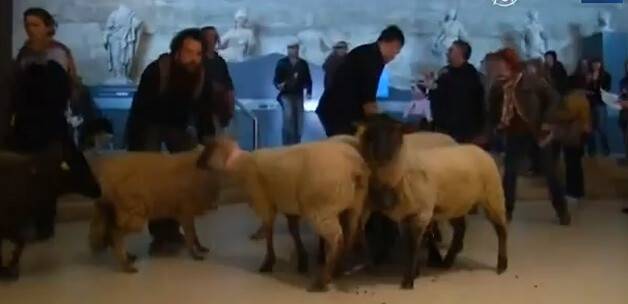 Koyunlar müzeye daldı