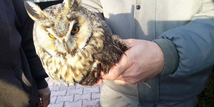 Hasta Kulaklı Orman Baykuşu Tedaviye Alındı