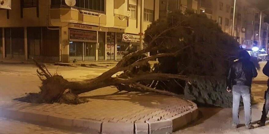 Şiddetli rüzgar ağacı yerinden söktü