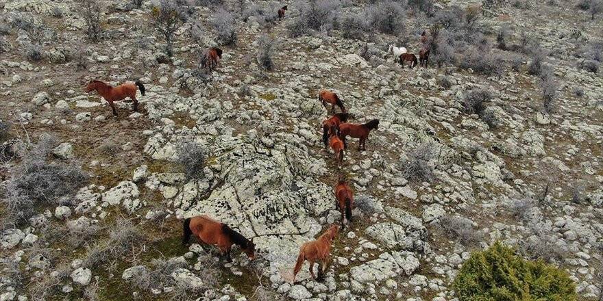 Murat Dağı'ndaki Yılkı Atlarının Sayısı Artıyor