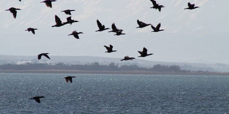 Karabatak sürüleri balıkçıların korkulu rüyası haline geldi