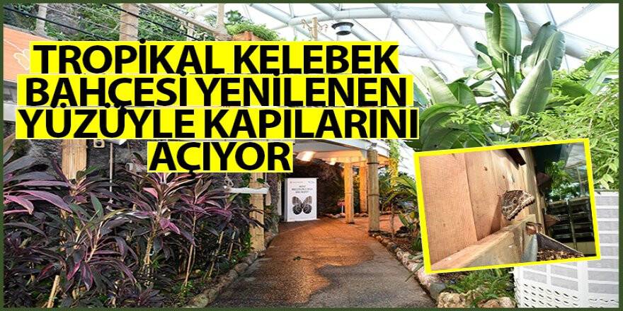 Tropikal Kelebek Bahçesi yenilenen yüzüyle kapılarını açıyor