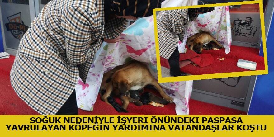 Soğuk Nedeniyle İşyeri Önündeki Paspasa Yavrulayan Köpeğin Yardımına Vatandaşlar Koştu