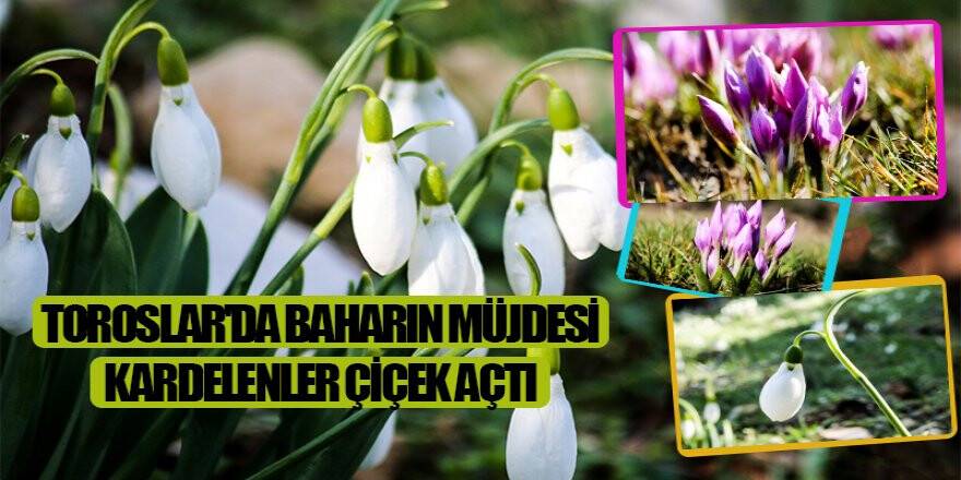 Toroslar'da Baharın Müjdesi Kardelenler Çiçek Açtı