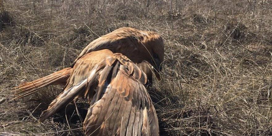 Yaralı kızıl şahine zabıta ekipleri sahip çıktı