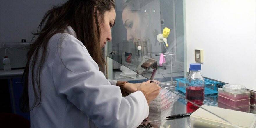 'Sığırların Viral Diyaresi' Hastalığına Karşı Yerli Aşı Geliştiriliyor