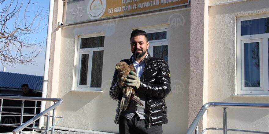 Yalıhüyük'te Bulunan Kızıl Şahin Tedavi Altına Alındı
