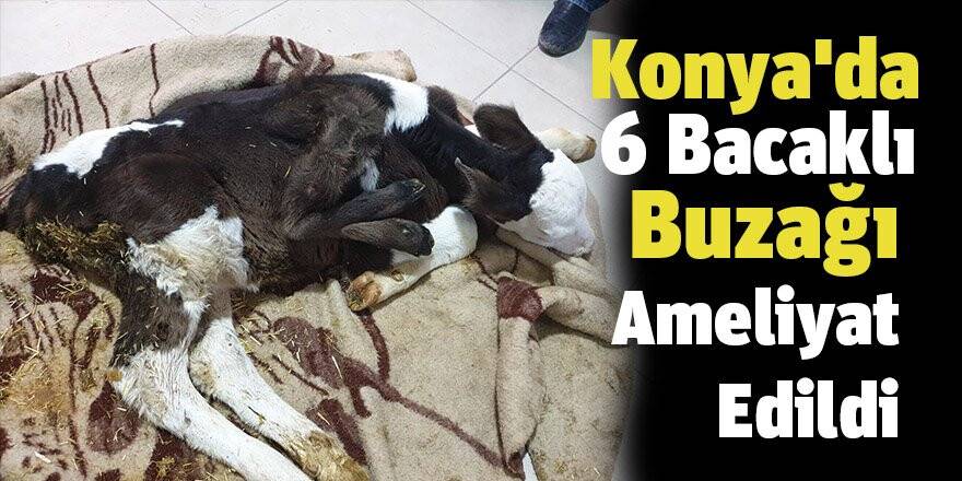 Konya'da 6 Bacaklı Buzağı Ameliyat Edildi
