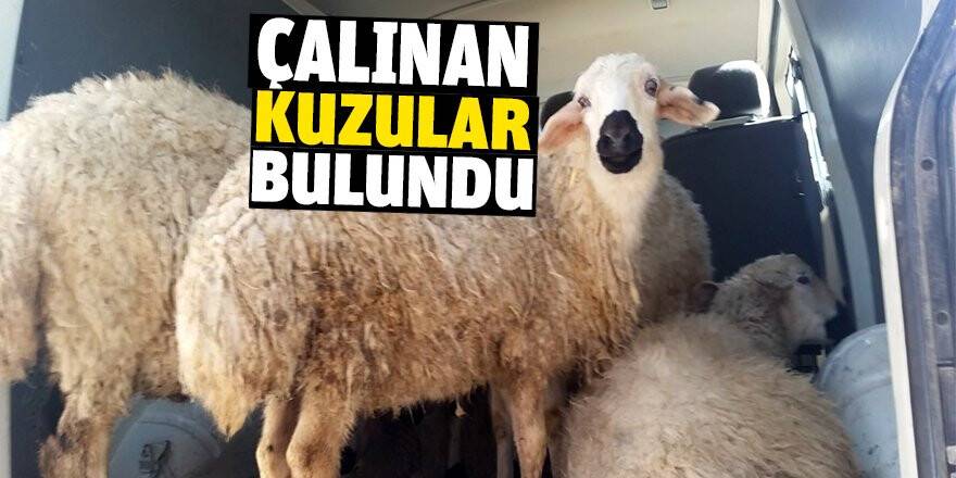 Çalınan kuzular polisin takibi sonrasında bulundu