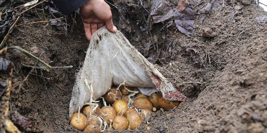 Asırlık yöntemle besinlerini toprak altında saklıyorlar