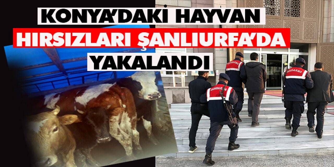Hayvan hırsızları jandarmanın takibiyle yakalandı