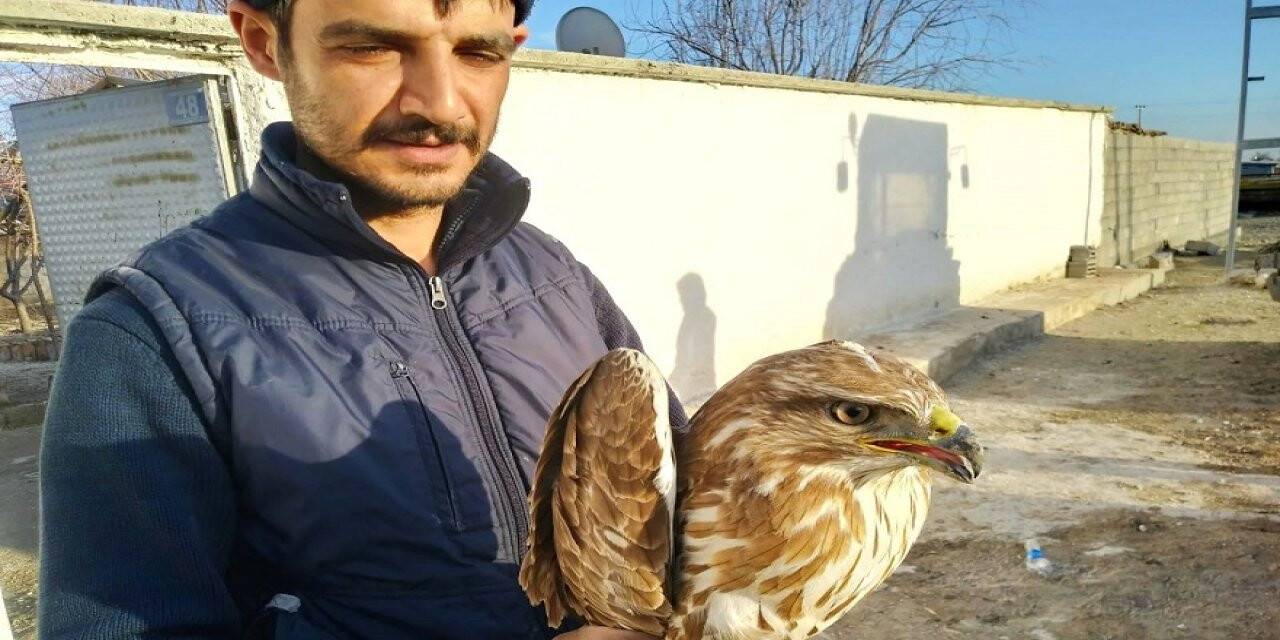 Konya'da Yaralı Kızıl Şahin Tedavi Altına Alındı