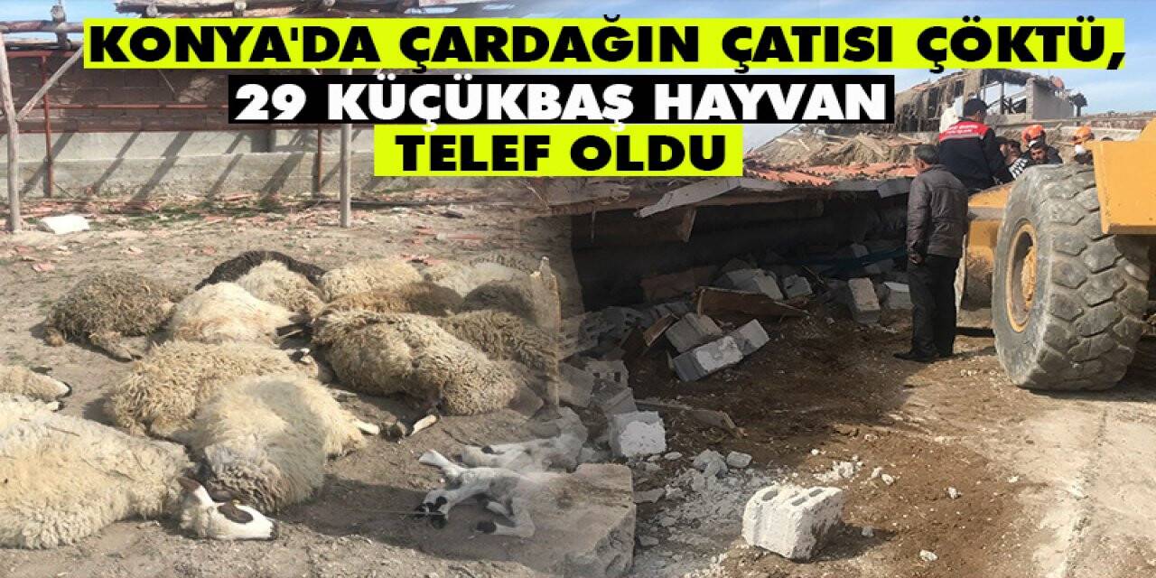 Konya'da çardağın çatısı çöktü, 29 küçükbaş hayvan telef oldu