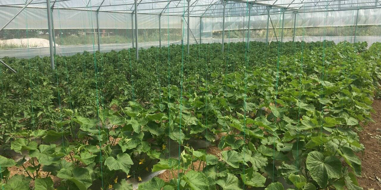 Beyşehir’de çiftçilere sera desteği imkanı