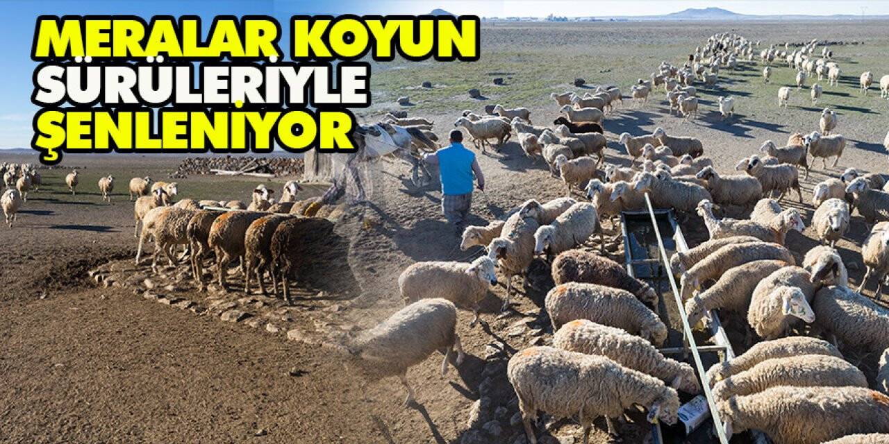 Meralar Koyun Sürüleriyle Şenleniyor