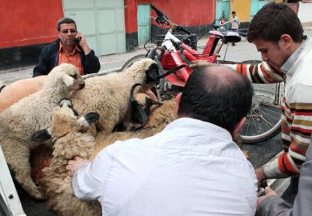 Çaldıkları koyunları satamadan yakalandılar