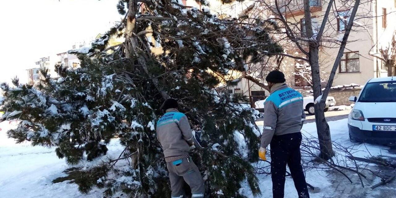 Kar Yağışından Zarar Gören Ağaçlara Bakım Çalışması