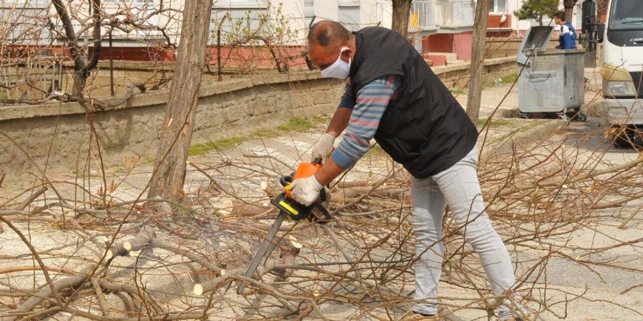 Akşehir’de ağaçlandırma ve budama çalışmaları sürüyor