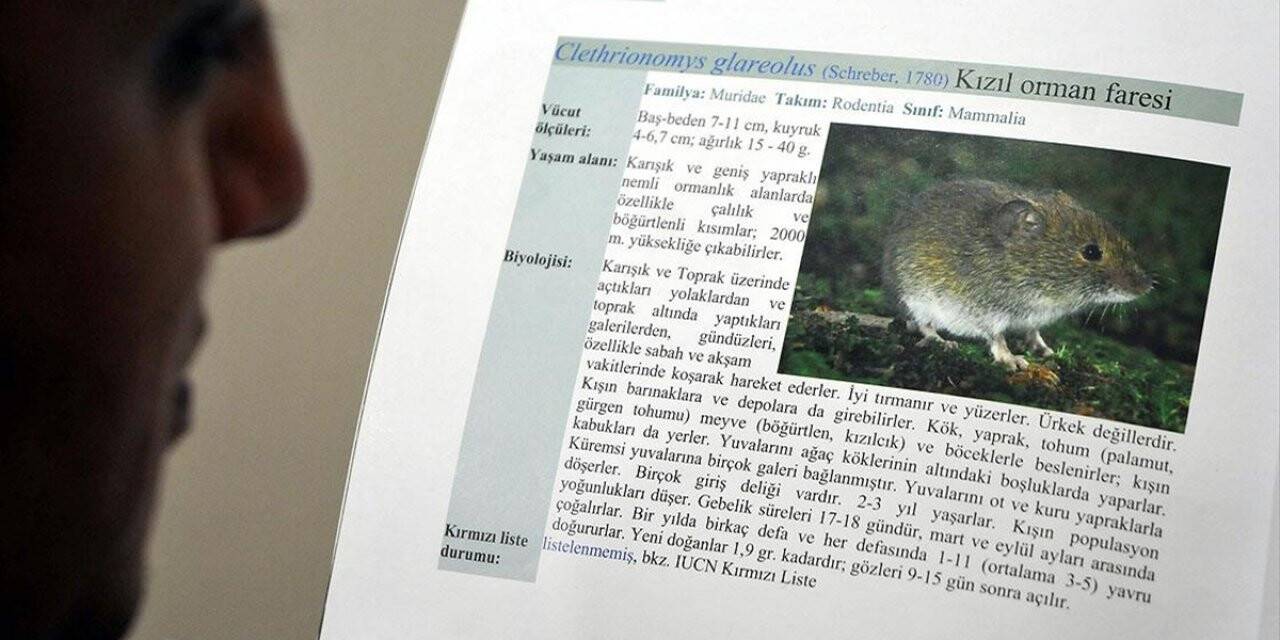 Çin'de 'hantavirüs'ten Bir Kişinin Ölmesi Salgın Endişesine Neden Oldu