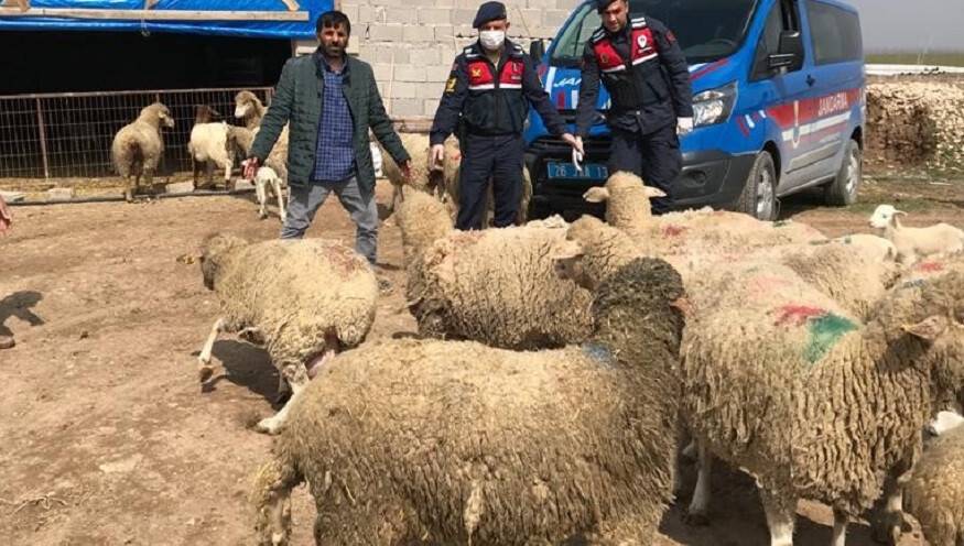 Koyun hırsızlarını JASAT yakalandı