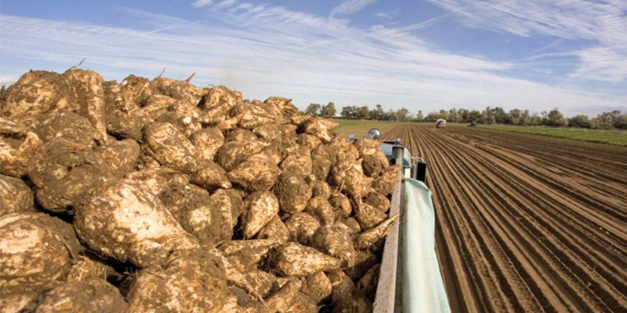 Pancar Çiftçisine Erken Ödeme Müjdesi