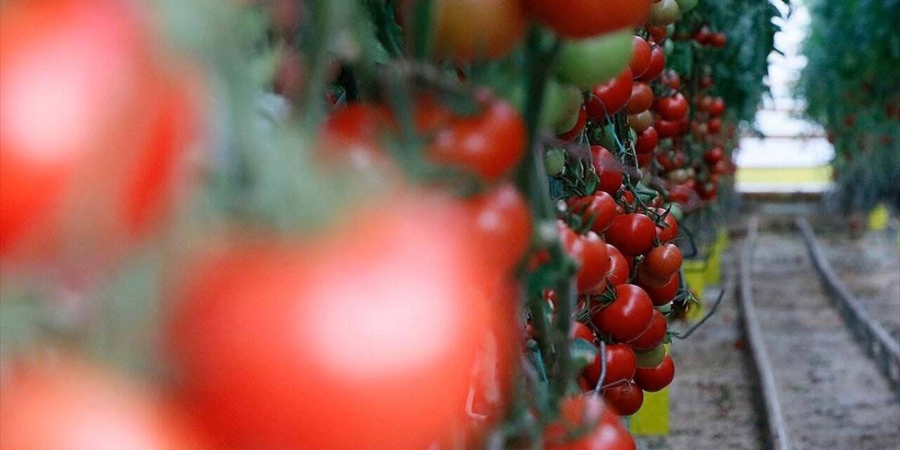 Domates İhracatında 'güven' Yüzde 12'lik Artışı Getirdi