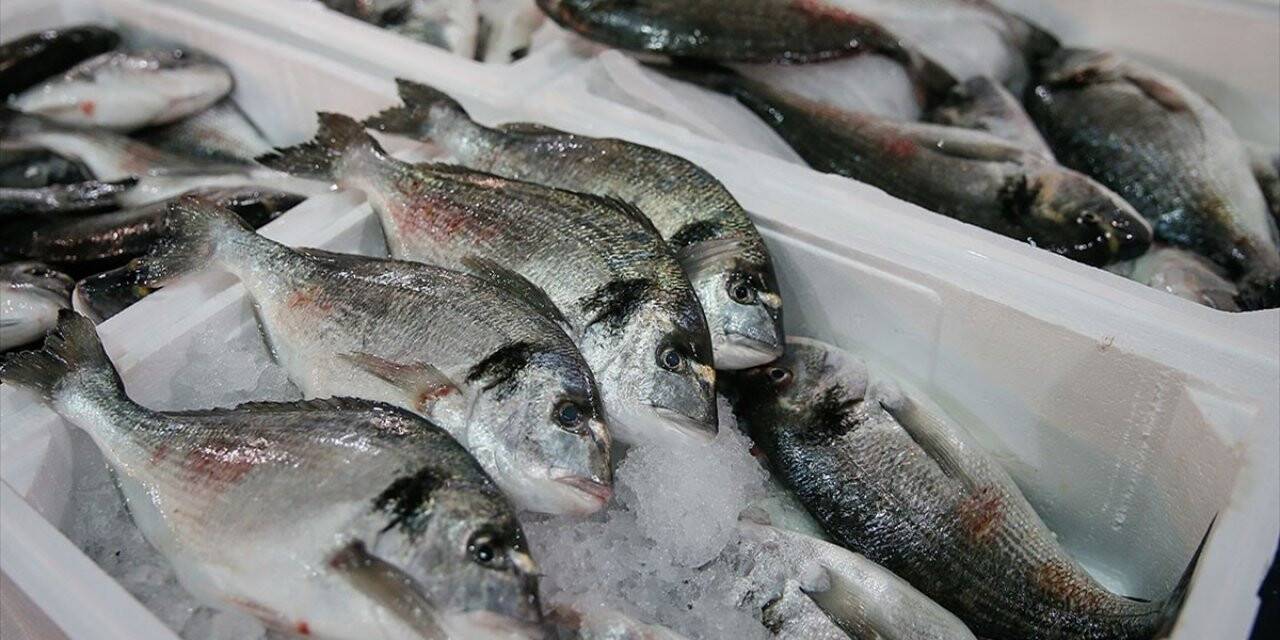 Balık Tüketim Kampanyasıyla Zincir Marketlerde Çipura Ve Levrek Maliyetine Satılacak