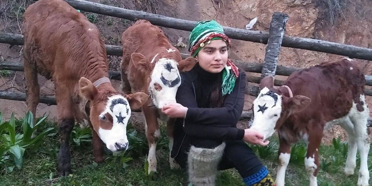Türkiye'nin 'heidi'si Hamdu Sena 'milli Dayanışma Kampanyası'na 3 Buzağı Bağışladı