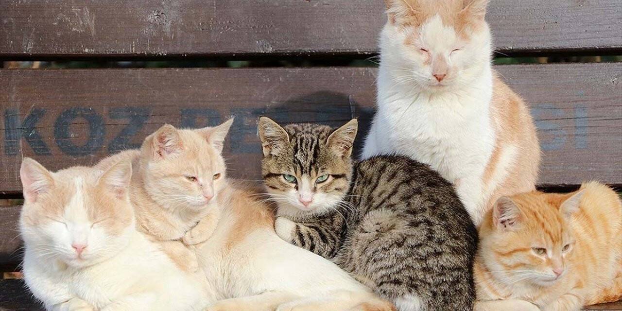 Tarım Ve Orman Bakanlığı Sokak Hayvanları İçin Harekete Geçti