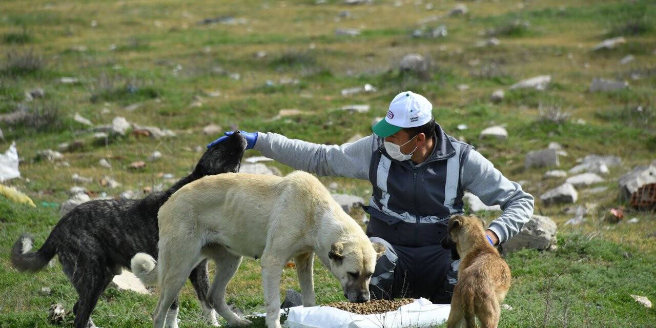 Konya'da Sokak Hayvanlarına Yiyecek Deteği