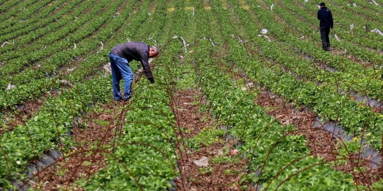 Ekim Alanı Artan Yayladağı Çileğinin Yüzde 70'i İhraç Edilecek