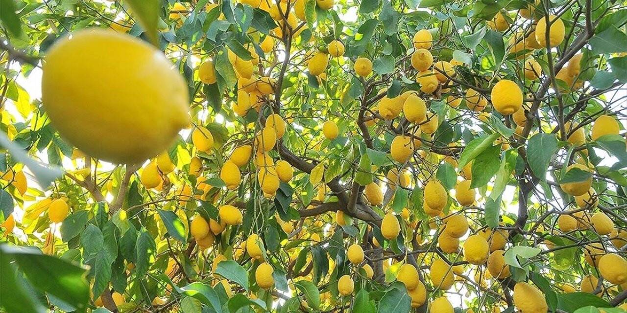 Limon İhracatı Ön İzne Bağlandı