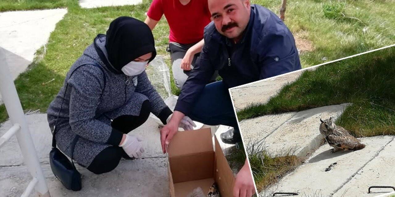 Karapınar'da Bulunan Yaralı Baykuş Tedavi Ediliyor