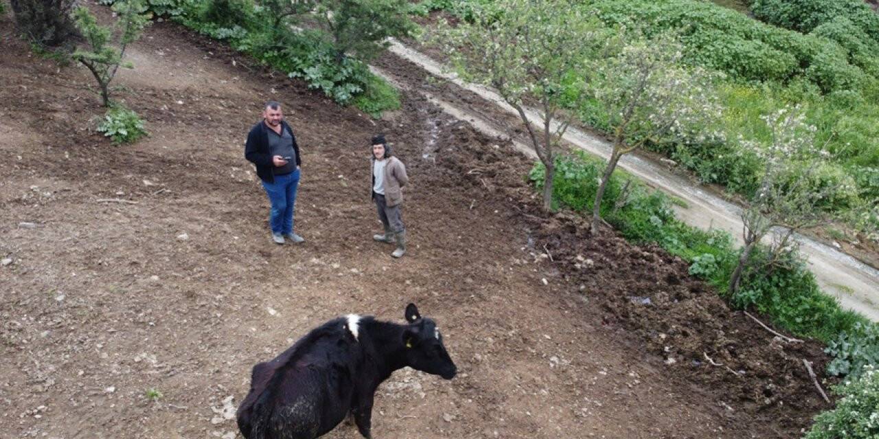 Kaybolan ineğini drone yardımıyla buldu