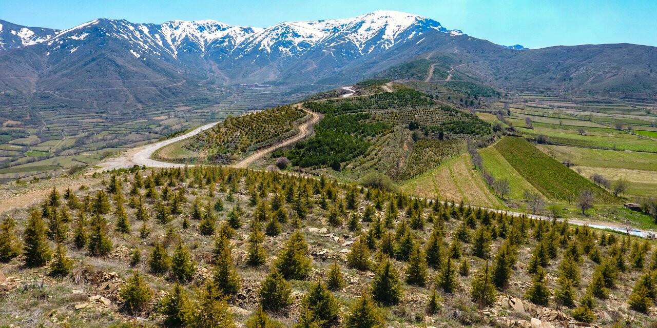 İzmir’e 10 yılda 28 milyon adet fidan dikildi