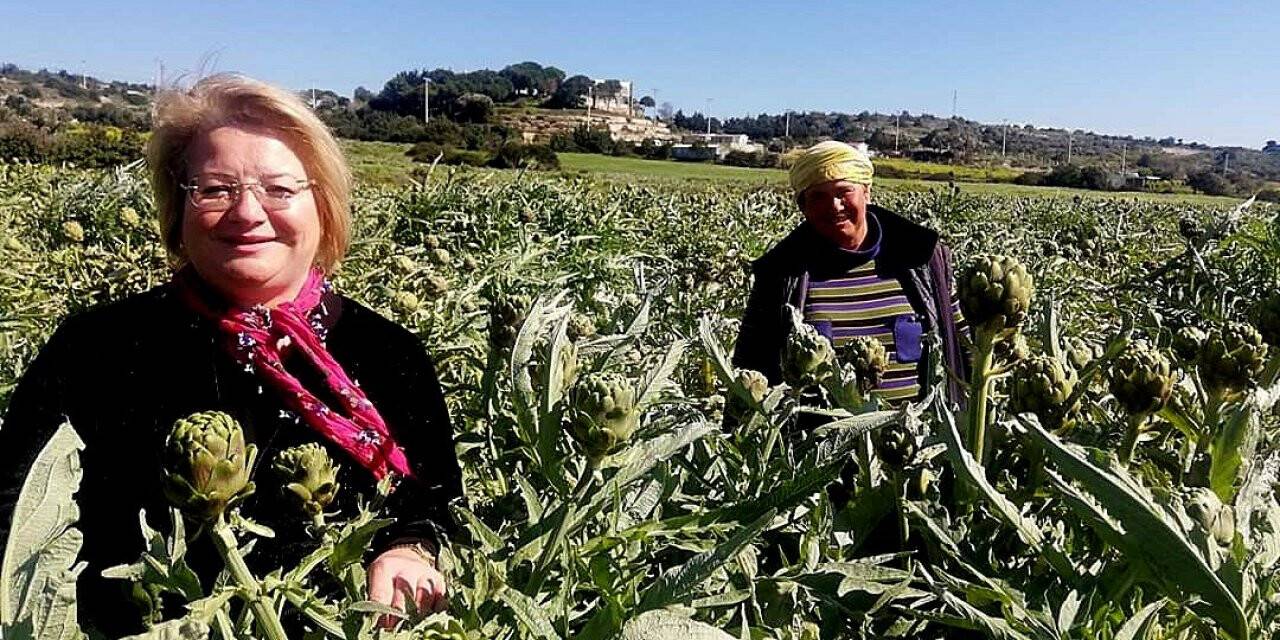 Çeşme'de 7 kadın ünlü sakız enginarı üretiyor