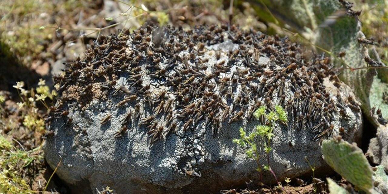 Doğu Afrika Öncekilerden 20 Kat Büyük Çekirge İstilasıyla Karşı Karşıya
