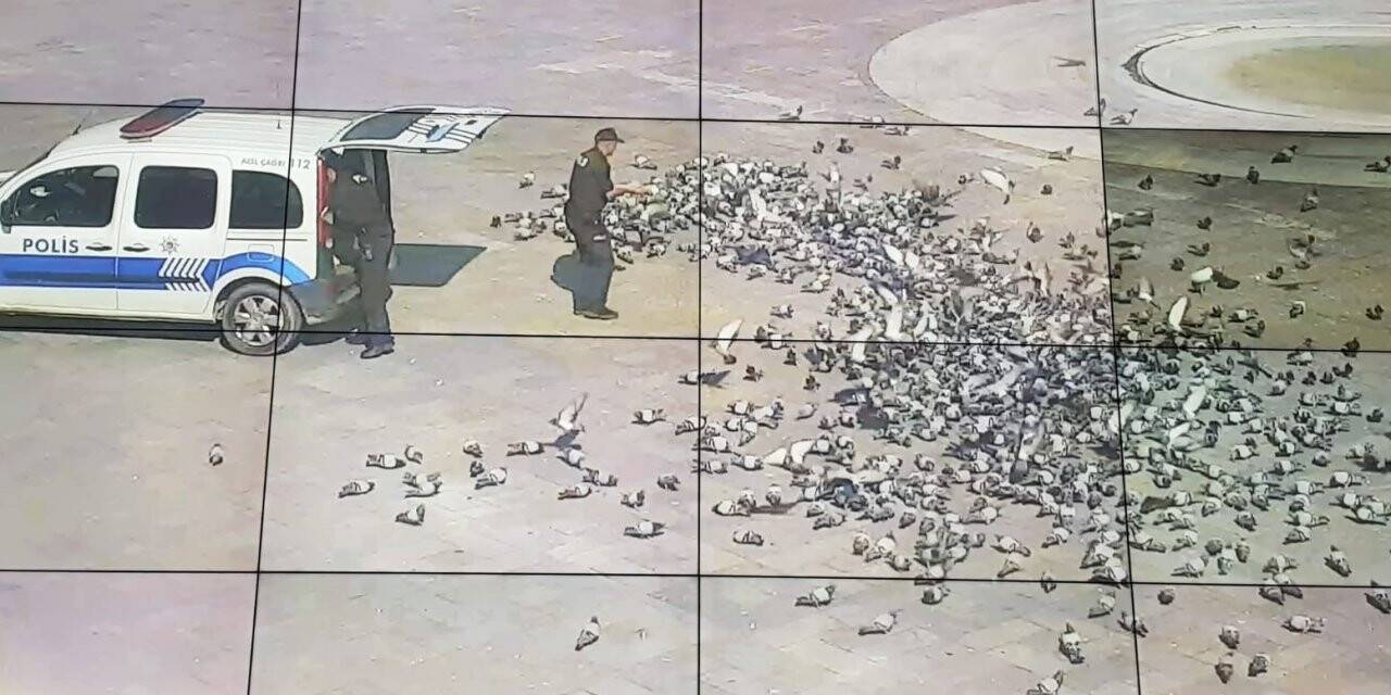 Konya'da aç kalan güvercinleri polis besledi