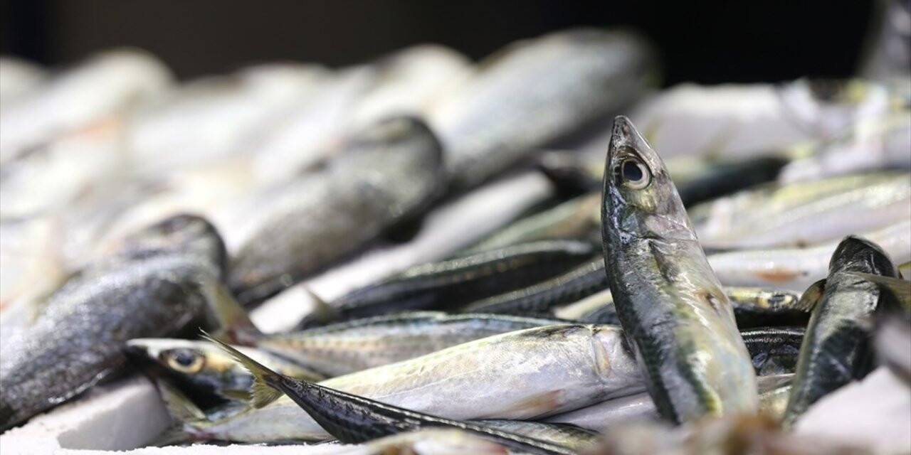 Denizlerde Av Yasağı Başlıyor