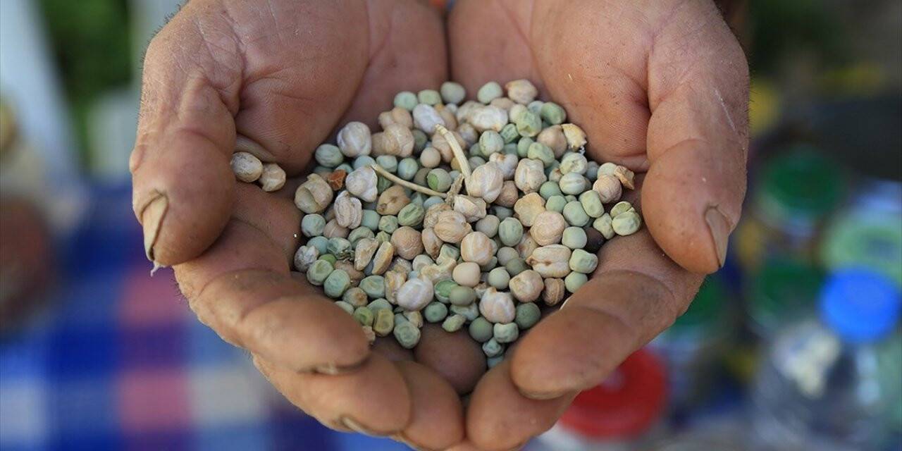 Kovid-19'un Etkisiyle Yerli Ve Milli Tohum Kullanımı Artacak