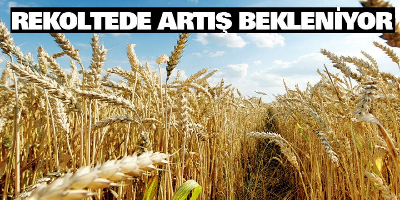 Rekoltede artış bekleniyor