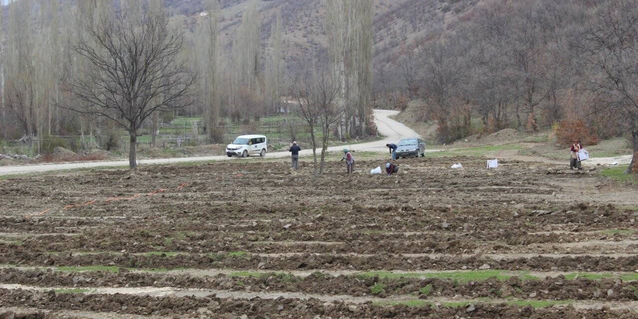 Bozkır Lavanta Kokacak