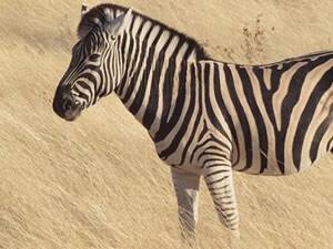 Zebra Gibi Giyin, Sineklerden Kurtul