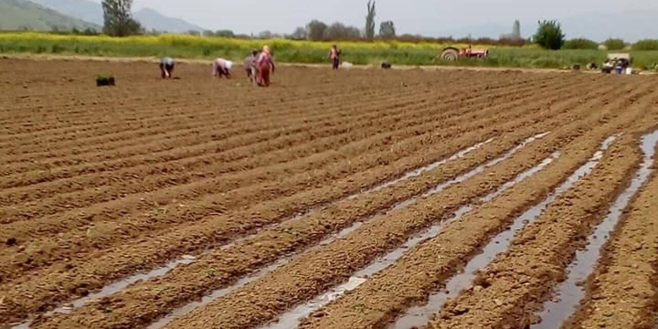 Domates Fidanları Toprakla Buluşuyor
