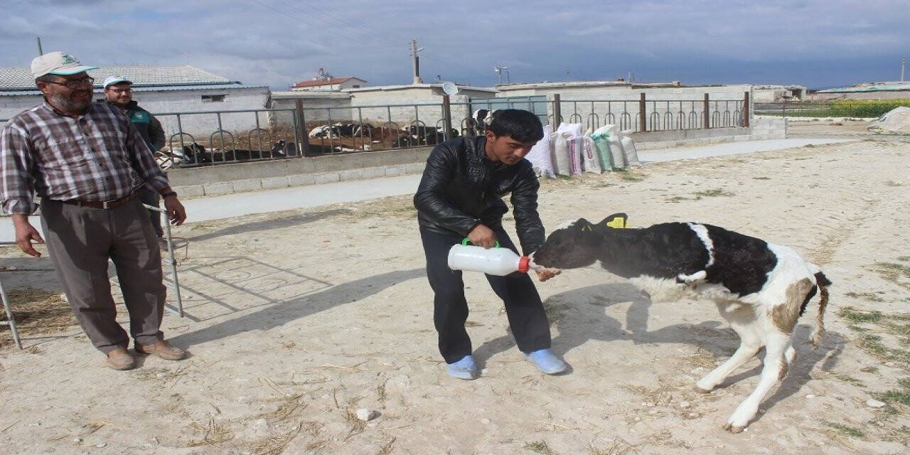 Konya'da İki Ayaklı Buzağı Doğdu