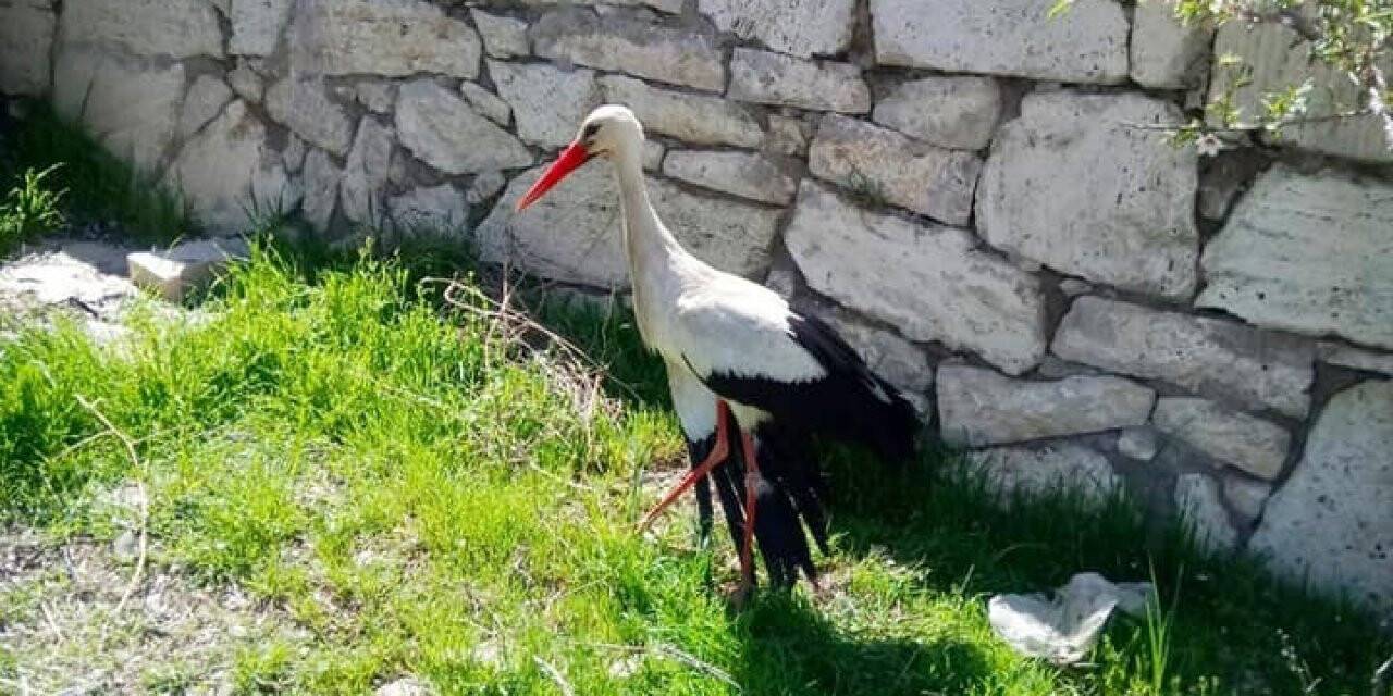 Yaralı Leylek Koruma Altına Alındı