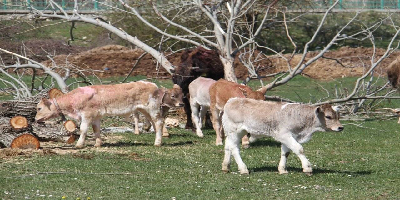 Otlaklarda buzağı neşesi
