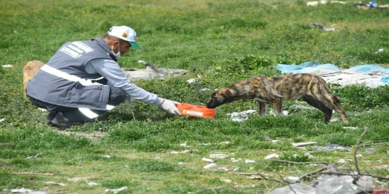 Sokağa Çıkma Kısıtlamasında Sokak Hayvanları Unutulmuyor
