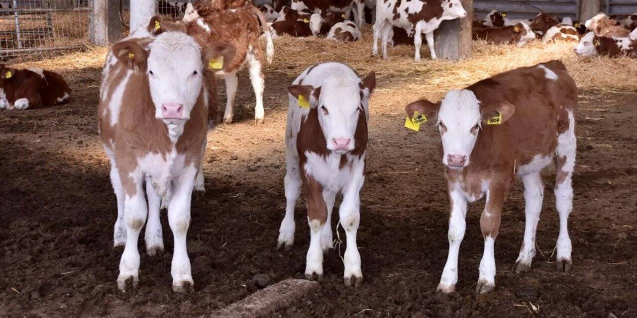 Ceylanpınar Tarım İşletmesinde El Değmeden Üretilen Süte Rağbet